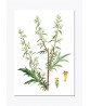 Plant Painting Print Set of 6, Botanical Watercolour Illustrations – Art-232