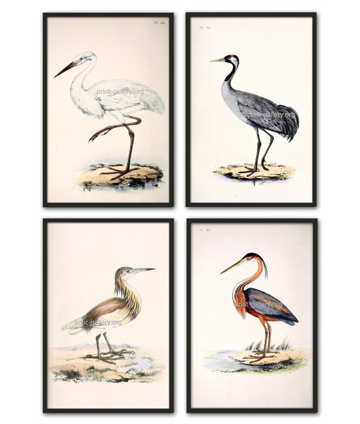 Cranes and Herons Bird Print Set ...