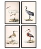 Cranes and Herons Bird Print Set of 4 - Art-162,166,272-1-2