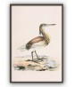 Cranes and Herons Bird Print Set of 4 - Art-162,166,272-1-2
