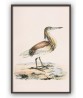 Heron Bird Print - Large Wall Art Decor #272-2