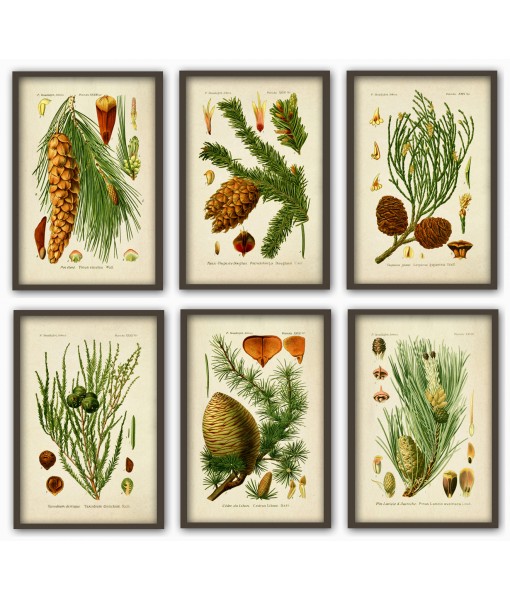 Pine Cones Print Set of 6 ...