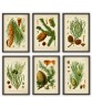Pine Cones Print Set of 6 - Botanical Illustrations By Otto Thome - Art -274-vintage background