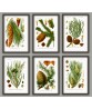 Pine Cones Print Set of 6 - Botanical Illustrations By Otto Thome - Art -274-white