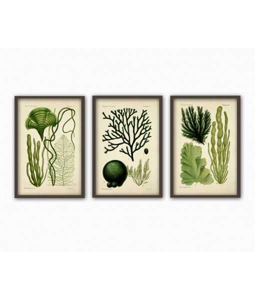 Algae Print Set Of 3 - Art-279
