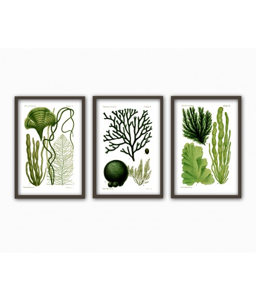Algae Print Set Of 3 - ...