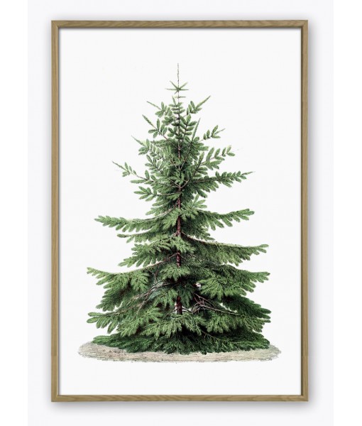 Christmas Tree Print – Botanical Antique ...