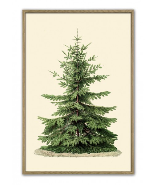 Christmas Tree Print – Botanical Vintage ...