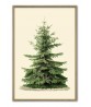 Christmas Tree Print – Botanical Antique Illustration – Art-296
