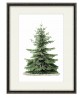 Christmas Tree Print – Botanical Vintage Illustration – Art-296