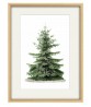 Christmas Tree Print – Botanical Vintage Illustration – Art-296
