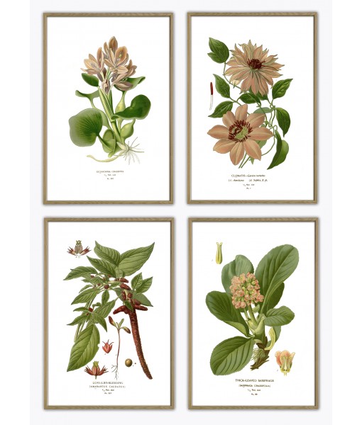 Flower Print Set of 4, Vintage Botanical Illustrations,  Art-3 