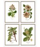 Flower Print Set of 4, Vintage Botanical Illustrations,  Art-3 