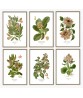 Flower Print Set of 6, Vintage Botanical Illustrations,  Art-3 