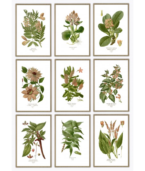 Flower Print Set of 9, Vintage Botanical Illustrations,  Art-3 