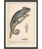 Chameleon - Vintage Zoological Illustration - Art-446(3)