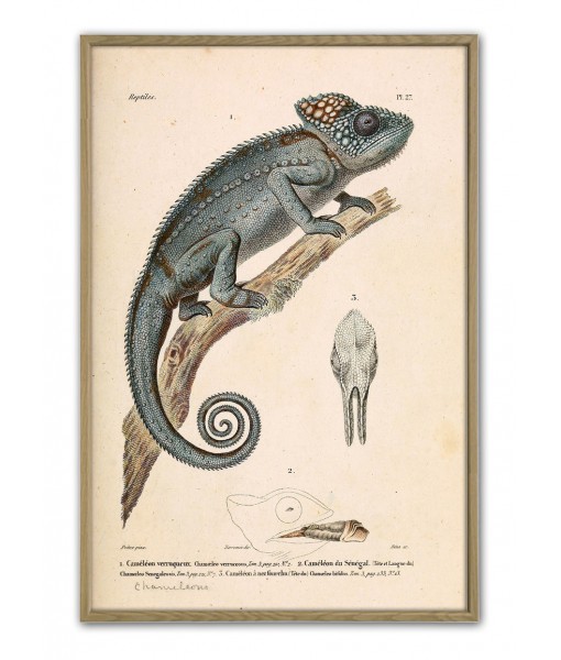 Chameleon - Vintage Zoological Illustration - ...