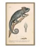 Chameleon - Vintage Zoological Illustration - Art-446(3)