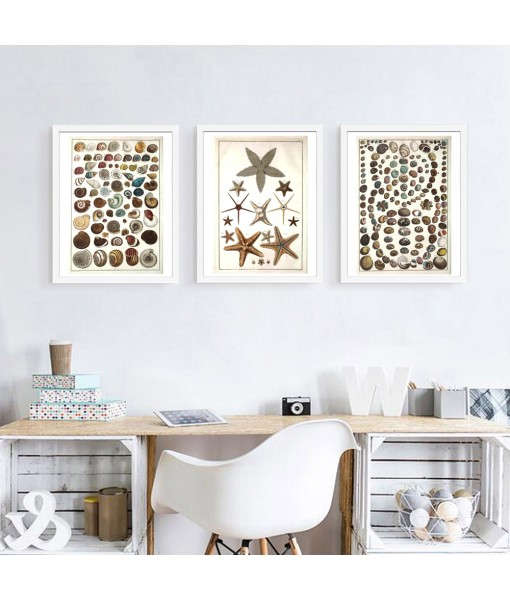 Seashell Prints Set of 3 - ...