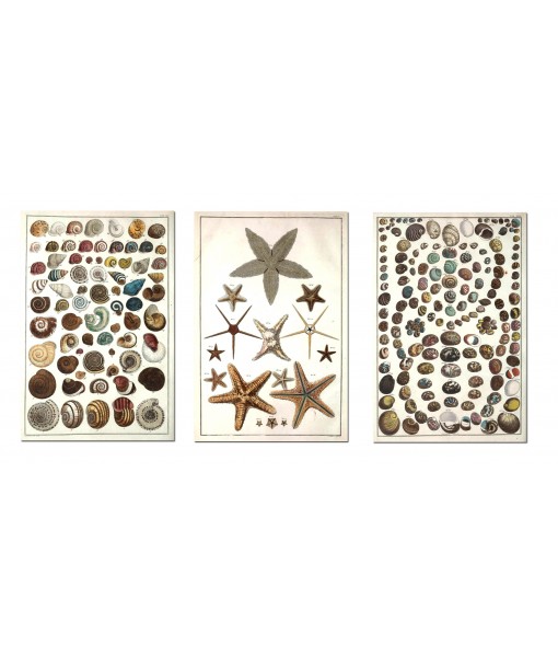 Seashell Prints Set of 3 - Art-452