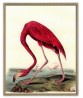 Flamingo Print - Art-465