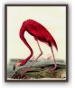 Flamingo Print - Art-465