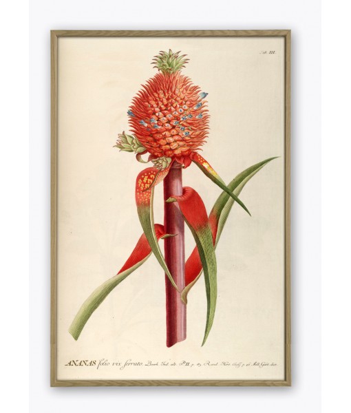 Pineapple Print, Fruit Botanical Illustration Art-479