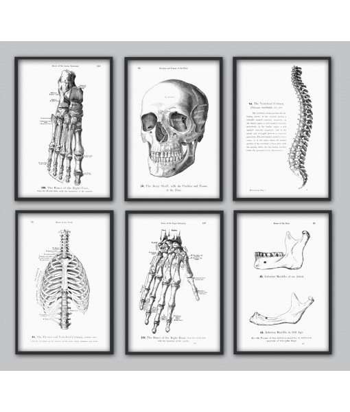 Human Anatomy Print Set of 6, ...