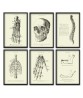Human Anatomy Print Set of 6, Vintage Science Illustrations Art-481