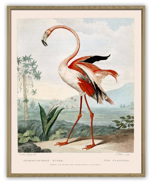 Flamingo Bird Print  -  ...