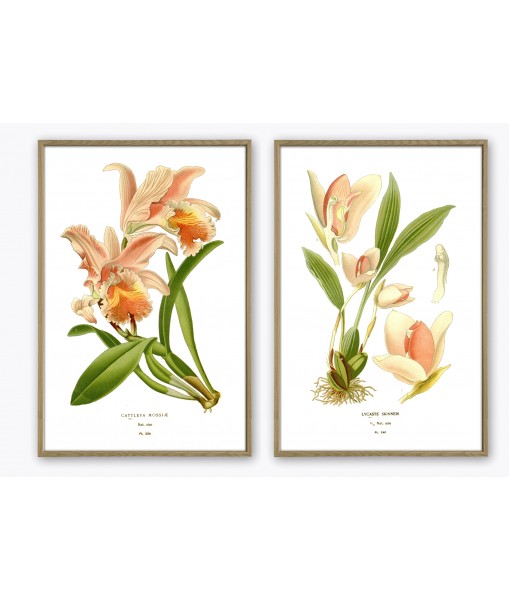 Orchid Flower Print Set of 2, ...