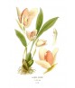 Orchid Flower Print, Vintage Botanical Illustration, Art-5-1