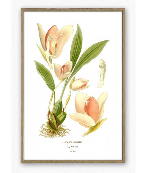 Orchid Flower Print, Vintage Botanical Illustration, ...