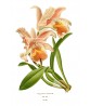Orchid Flower Print, Vintage Botanical Illustration, Art-5-2
