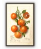 Orange Print, Fruit Botanical Illustration, Art-503