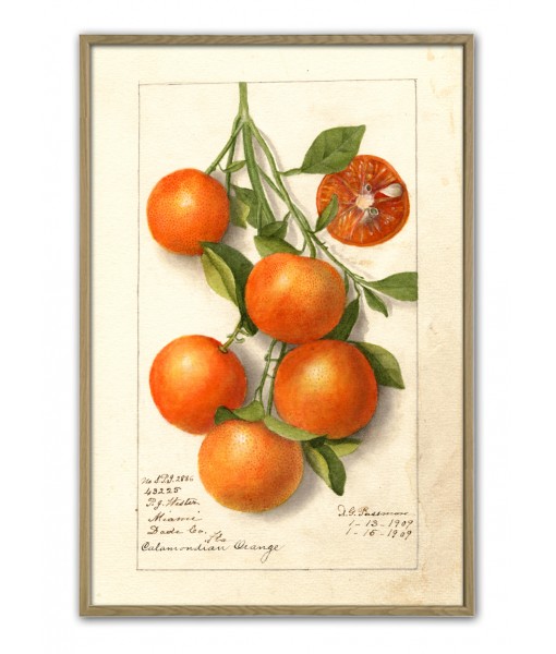 Orange Print, Fruit Botanical Illustration, Art-503