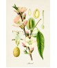Almond Print - Fruit Decor - Botanical Illustration by Otto Thome