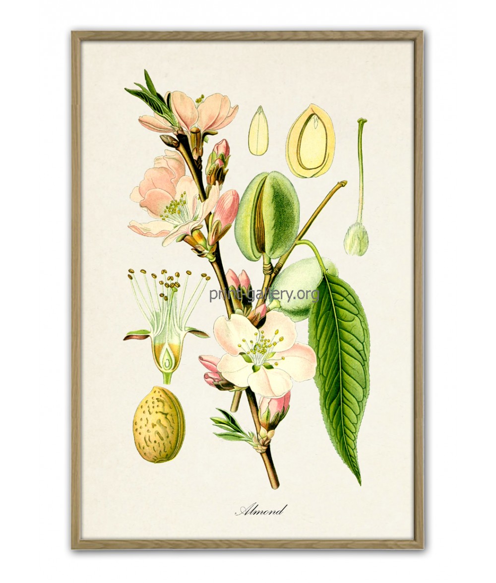 Prunus Amygdalus Ботанический рисунок