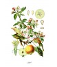 Apple Print - Fruit Decor - Botanical Illustration by Otto Thome