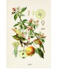 Fruit Print Set of 4 - Kitchen Decor - Botanical Illustration by Otto Thome - #Art-52