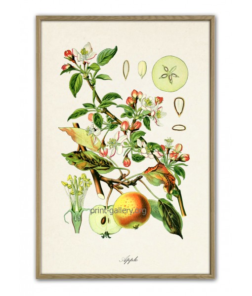 Apple Print - Fruit Decor - Botanical Illustration by Otto Thome
