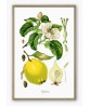 Cydonia Print - Fruit Decor - Botanical Illustration by Otto Thome