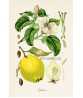 Cydonia Print - Fruit Decor - Botanical Illustration by Otto Thome