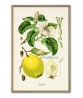 Fruit Print Set of 6 - Kitchen Wall Decor - Botanical Illustration by Otto Thome - #Art-52