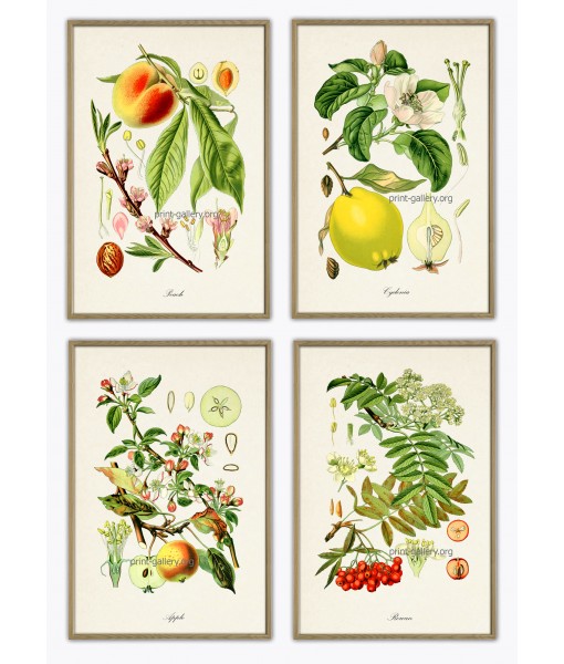 Fruit Print Set of 4 - ...