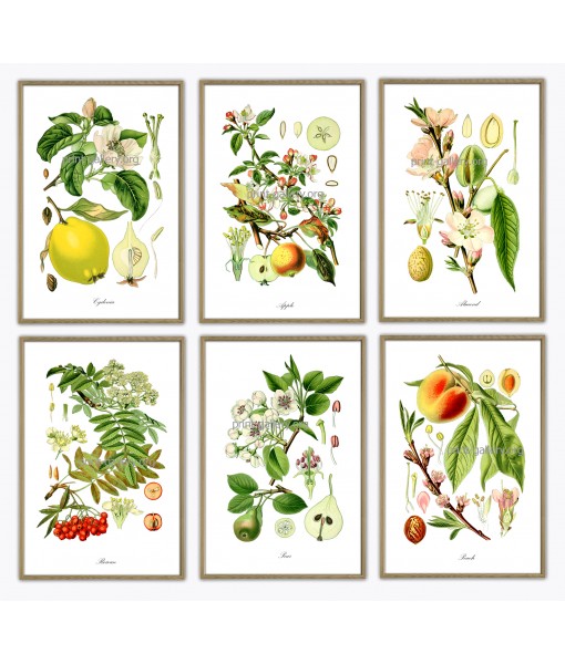 Fruit Print Set of 6 - ...