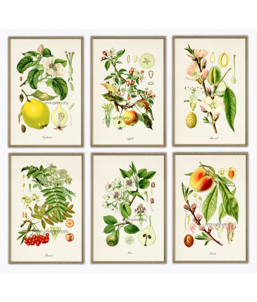 Fruit Print Set of 6 - ...
