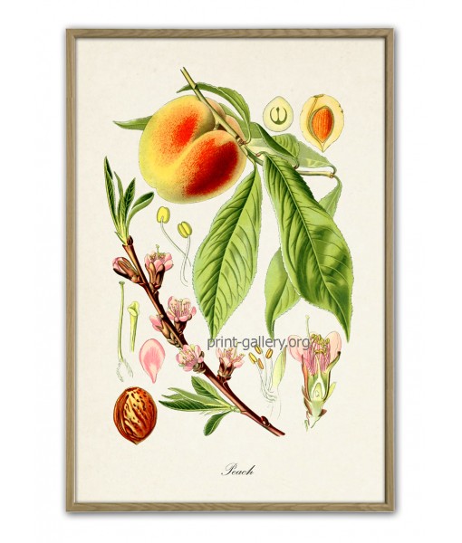 Peach Print - Fruit Decor - ...