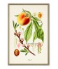 Peach Print - Fruit Decor - Botanical Illustration by Otto Thome
