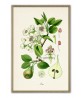Pear Print - Fruit Decor - Botanical Illustration by Otto Thome
